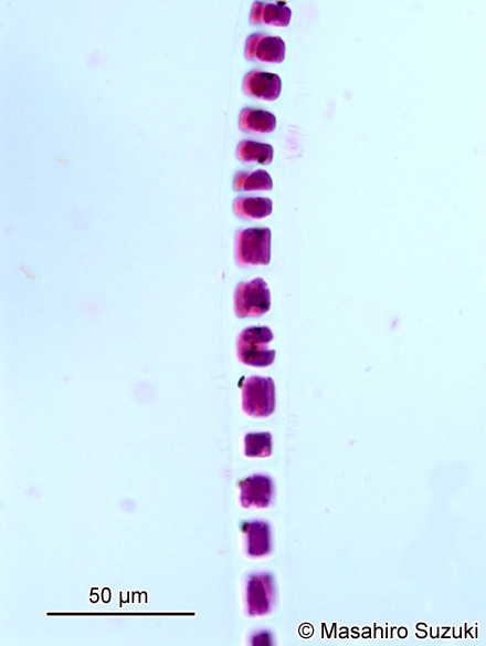 イソリボン Erythrotrichia incrassata